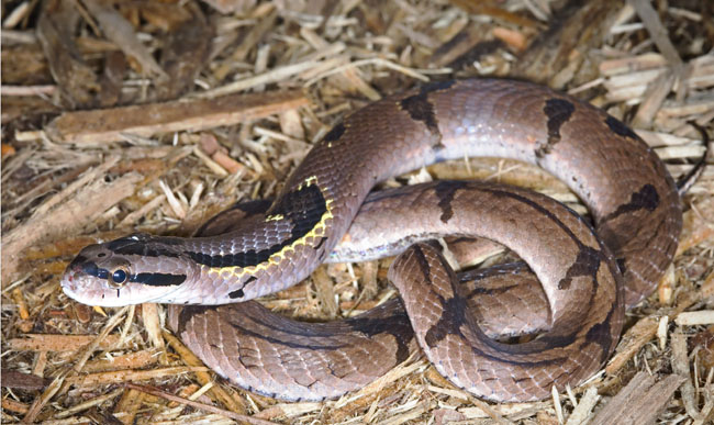 MDK_H_SN_Pseudoxenodon macrops_Asian False Cobra_002