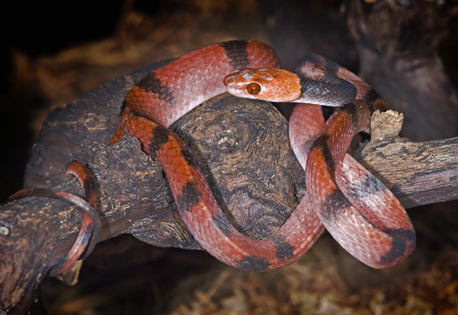 MDK_H_SN_Siphlophis comressus_Banded Tree Snake_001