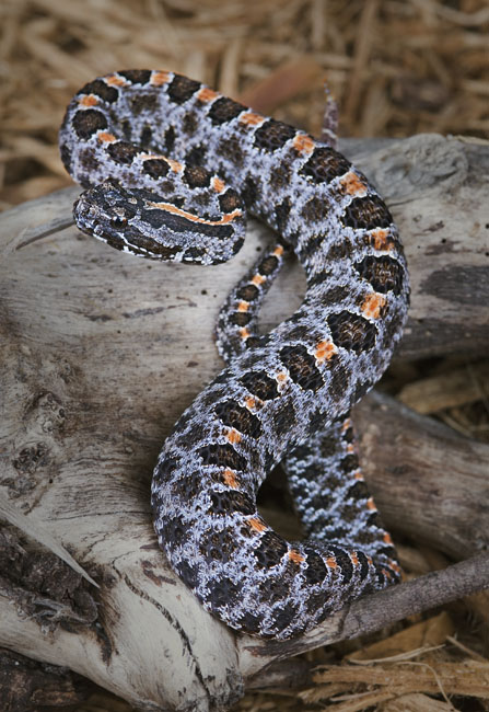 MDK_H_SN_Sistrurus milarus barbouri ,Dusky Pygmy Rattlesnake_001