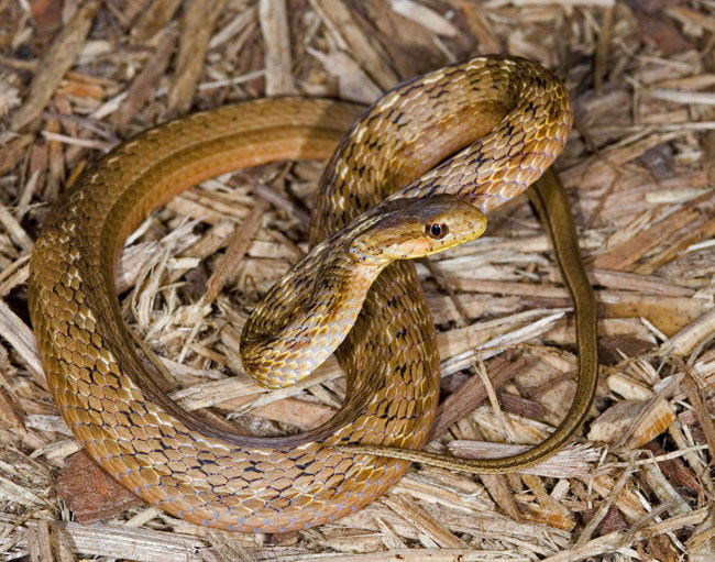 MDK_H_SN_Thamnodynastes pallidus_Mock Viper_001