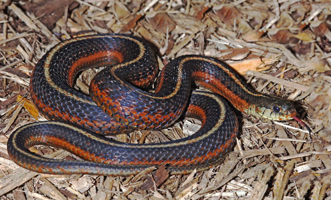 MDK_H_SN_Thamnophis sirtalis infernalis_Red Sided Garter Snake_002