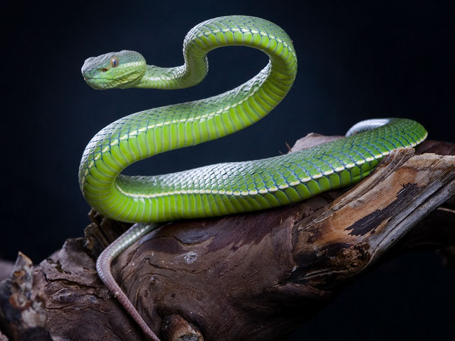 MDK_H_SN_Trimeresurus albolabris_White Lipped Pit Vipe_001