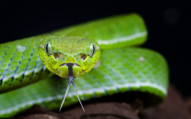 MDK_H_SN_Trimeresurus hageni_Hagen's Pit Viper_001