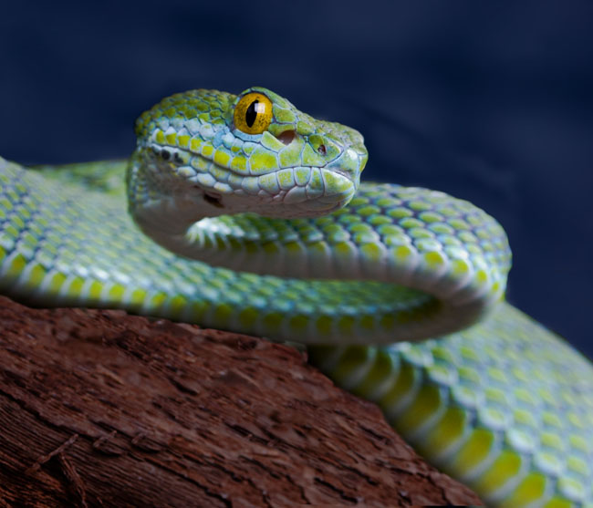 MDK_H_SN_Trimeresurus macrops_Big Eyed Bamboo Viper_001_big eye sky