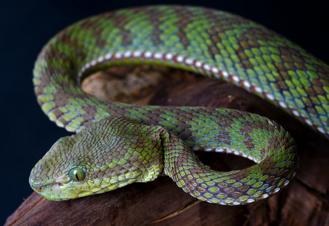 MDK_H_SN_Trimeresurus popeorum - Pope's Pit Viper_002_Male