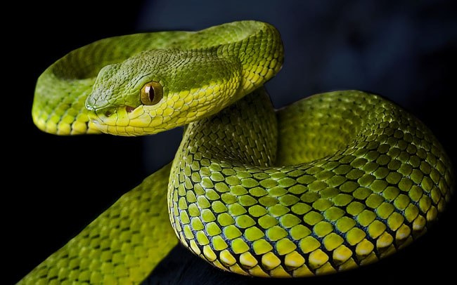 MDK_H_SN_Trimeresurus stejnegeri_Stejnegeris Bamboo Pit Viper_001