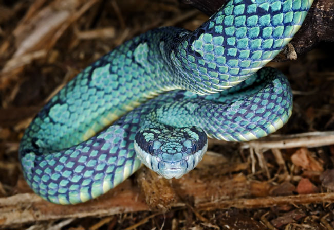 MDK_H_SN_Trimeresurus trigonocepha_Sir Lankan Bamboo Pit Viper_003_male