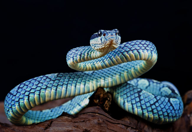 MDK_H_SN_Trimeresurus trigonocepha_Sir Lankan Bamboo Pit Viper_004_blue tower
