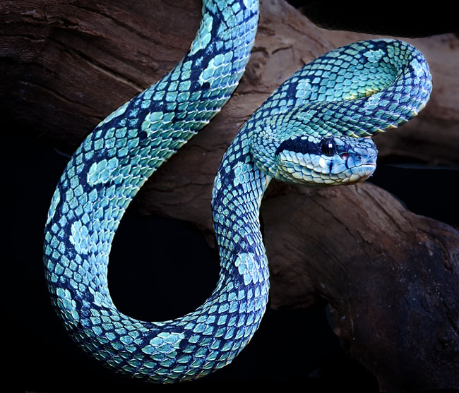 MDK_H_SN_Trimeresurus trigonocepha_Sri Lankan Bamboo Pit Viper_005_male