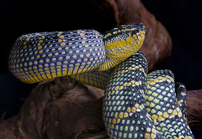 MDK_H_SN_Tropidolaemus wagleri_Wagler's Temple Viper_002_female