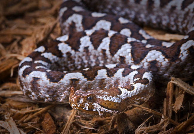MDK_H_SN_Vipera ammodytes meridionalis_Longnose Viper_001