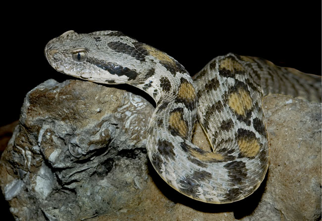 MDK_H_SN_Vipera wagneri_Ocellated Mountain Viper_001