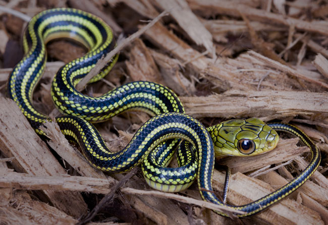 MDK_H_SN_Zaocys dehumnades_Striped Racer_001