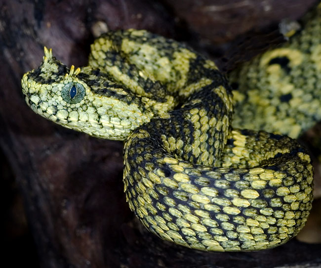 MDK_H_SN_atheris cerataphora_usamba bush viper_001