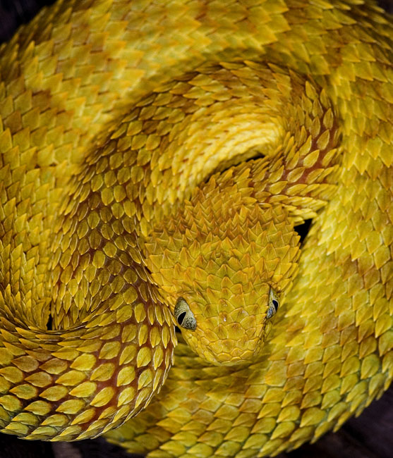 MDK_H_SN_atheris ssquamigera_variable bush viper_010_faceshot