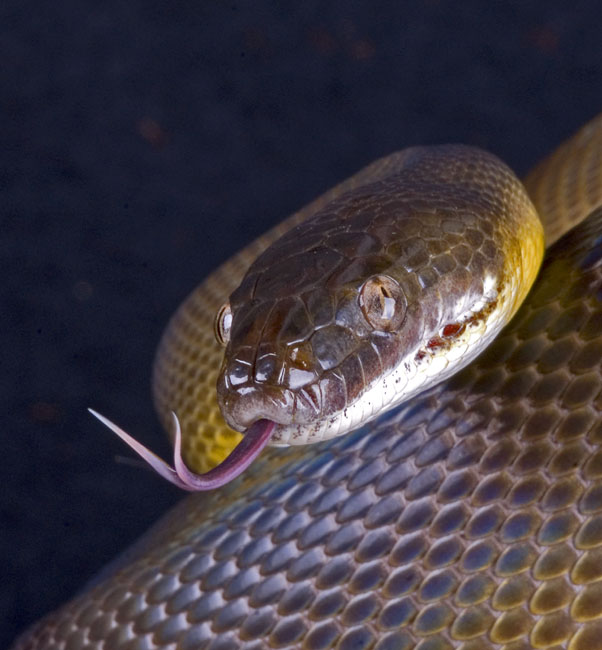 MDK_H_SN_liasis fuscus_Water Python_002_water tongue