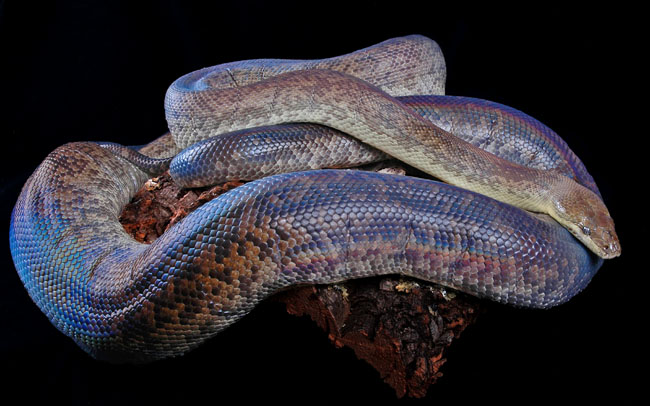 MDK_H_SN_liasis mackloti mackloti_Macklots Python_002_icecreamcone