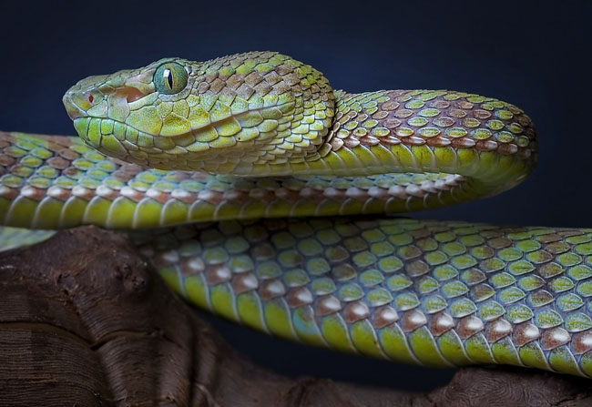 mdk_h_sn_Trimeresurus popeorum _Pope'S Tree Viper m_003_opal eye