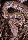 MDK_H_SN_Acrantophis dumerili_Dumerils Boa_001_dumerilS