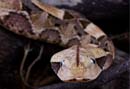 MDK_H_SN_BItis Gabonica_Gaboon Viper_003_gabby