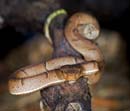 MDK_H_SN_Bothriechis lateralis_Side Striped Palm Viper_002_brown