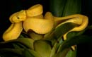 MDK_H_SN_Bothriechis schlegeli, Eyelash Viper_002_eyelash yellow