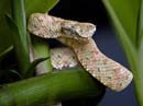 MDK_H_SN_Bothriechis schlegeli_Eyelash Viper_004_baby brown eyelash