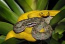 MDK_H_SN_Bothriechis schlegeli_Eyelash Viper_005_Twins