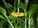 MDK_H_SN_Bothriechis_schlegeli_eyelash viper_0011