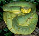 MDK_H_SN_Bothriopsis b. bilineatus_Amazonian Palm Viper_001