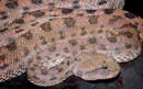 MDK_H_SN_Cerestes cerestes_Horned Desert Sand Viper_002_Dan