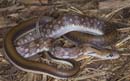 MDK_H_SN_Coelognathus helena_Trinket Rat Snake_001