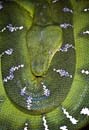 MDK_H_SN_Corallus caninus_Emerald Tree Boa_001_rings