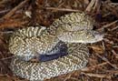MDK_H_SN_Crotalus d vegrandus_Urocoan Rattler_001