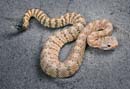MDK_H_SN_Crotalus mitchelli pyrrhus_Southwest Speckled Rattler_001