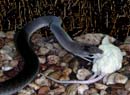 MDK_H_SN_Dendroaspis polylepis_Bloack Mamba_001_w Mouse