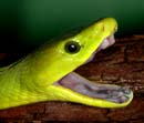 MDK_H_SN_Dendroaspis viridis_East African Green Mamba_003_OPen Mouth