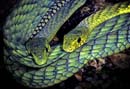 MDK_H_SN_Dendroaspis viridis_West African Green Mamba_001_Lovers