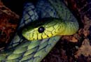 MDK_H_SN_Dendroaspis viridis_West African Green Mamba_002