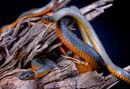 MDK_H_SN_Diadophis p regalis_Regal Ringneck Snakes_001