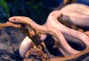 MDK_H_SN_Elaphe guttata guttata_Corn SNake_001_Coral Corn