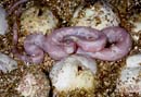 MDK_H_SN_Elaphe guttata guttata_Corn SNake_003_Instinct