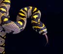 MDK_H_SN_Elaphe mandarina_Mandarin Rat Snake_001