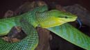 MDK_H_SN_Gonyosoma oxycephala_Redtailed Green Rat Snake_001