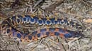 MDK_H_SN_HEterodon platyrhinos_Eastern Hognose_002.psd
