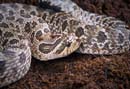 MDK_H_SN_Heterodon nasicus_Western Hognose_001