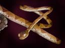 MDK_H_SN_Immanatodes_Blunt Head Snake_002_Extensions