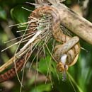 MDK_H_SN_Ithycyphus perineti_X_002_snake eats frog