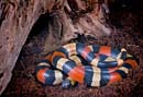 MDK_H_SN_Lampropeltis triangulum campbell_Pueblan Milk Snake_001