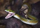 MDK_H_SN_Leptrophis a ahastulla_Amazon Parrot Snake_001